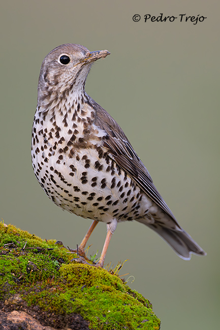 Zorzal charlo (Turdus viscivorus)